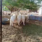 طليان حريه وتيوس وسواكن