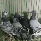 طبات زاجل سباق