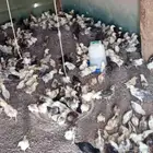 صيصان او كتاكيت بلدي للبيع