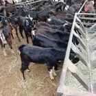 عرض تيوس مرابي جذعان