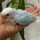 فروخ روز ألوان مميزة