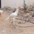 ديك باكستاني من امفن