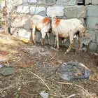 2 فران للبيع