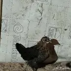 دجاج و ديك بلدي الصحة ممتاز وعمره من شهر الى شهرين البيع