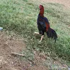 ديك شامو (دم حار) فرخ عمره 8شهور( توه بدا يلقح)