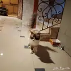 قط ضايع او متخلى عنه حي السعادة الفيحاء