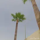 تكريب واشنطني