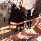 معزا. طيبه جفار