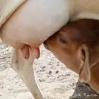 ثلاث أبقار للبيع