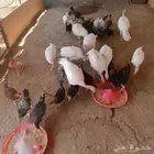 ديك بلدي احمر ورومي