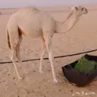 قعدان لب انيه فل