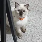 قطة سيامية صغيرة حنونة للتبني