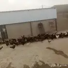للبيع   دجاج متنوع العدد حوالي 500