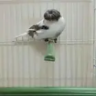 تم البيع
