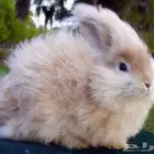 ارنب للبيع اليف جدا