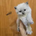 قطط صغيره للبيع