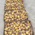 تمر روثانة نجران