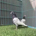 حمام باكستاني