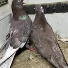 حمام قطايف