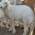 طليان حريه