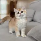 قطط سكوتش وبرتش