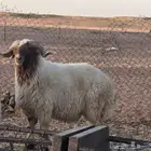 خروف فحل صنف