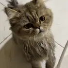 قط وجدته في حديقة الحمراء