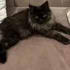 ذكر للتبني معا اغراضه مطلوب شخص يخاف الله فيه حصلتو ضايع