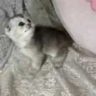 سكوتش فولد ذكر