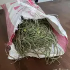 مرخ وسلع اخضر طازه