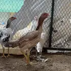 دجاجتين شامو تم البيع