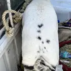 طلي لبيع