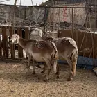 ضان سواكن طيبه