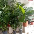 تنسيق حدائق