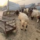 ذبايح