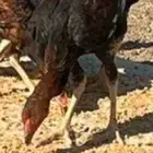 ديك ودجاجة باكستاني سندي أصيل العمر  خمس شهور ونص للبيع