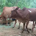 بقر بلدي