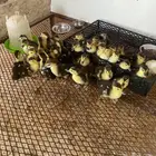 للبيع صيصان بط مصري 30حبه