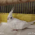 أنثى البينو للبيع
