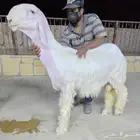 مشروع فحل نجدي صنف معرف ابيض حار وخصم