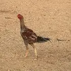 ديك بكستاني