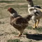نوادر الدجاج الكورنيش خارجي مستوا فواخر