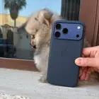 بومرينيان للبيع