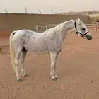 فرس واهو