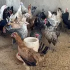 دجاج وديوك