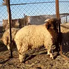 ذبائح طيبه