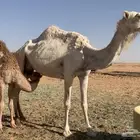 عشراء منتج