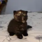 للبيع أنثى سكوتش فولد المنشكن