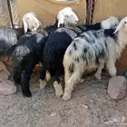 خرفا جذعان للبيع