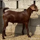 تيس ادهم مشروع فحل